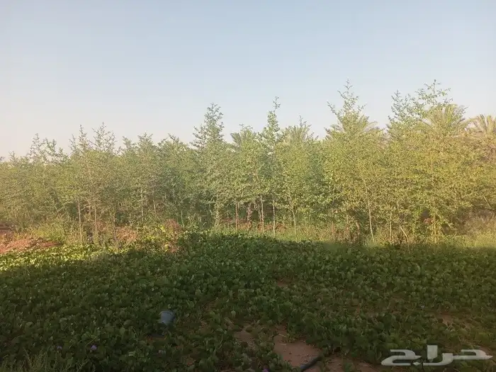 بوجود لدينااا جميع انواع الاشجااار وجميع المقاسات اشجار زيتو 4