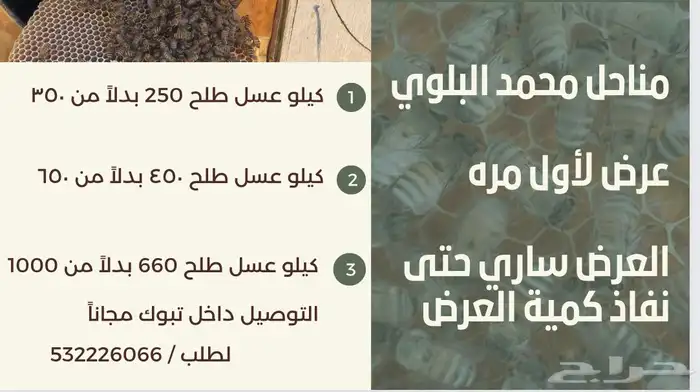 عسل طلح تبوك البري 1