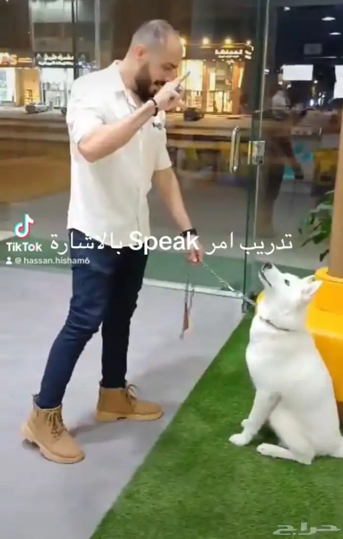 مدرب كلاب بالمنزل 10