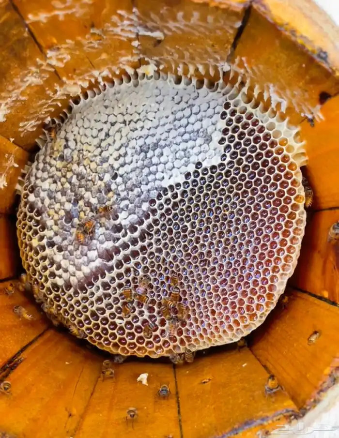 عسل طلح تبوك البري 2