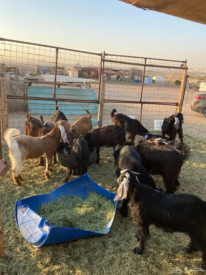 حري بري من عفيف 6