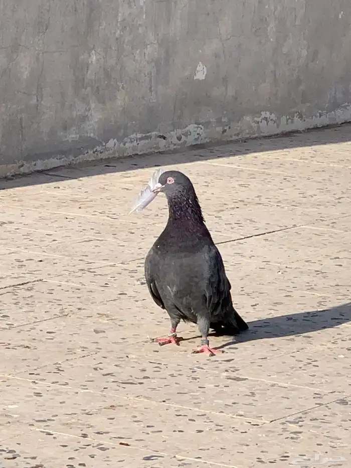 حمام قطيفي للبيع 0