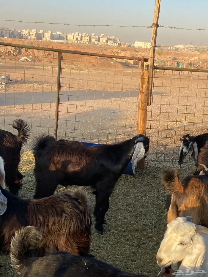 حري بري من عفيف 4