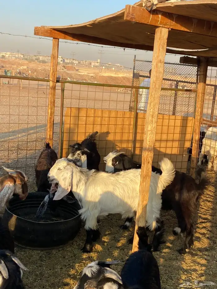 حري بري من عفيف 5