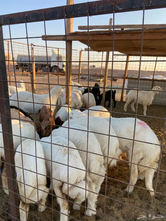 حري بري من عفيف 3