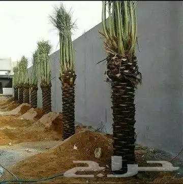 نخيل عربي واشنطني توريد وزراعه قلع وغرس صيانه 6