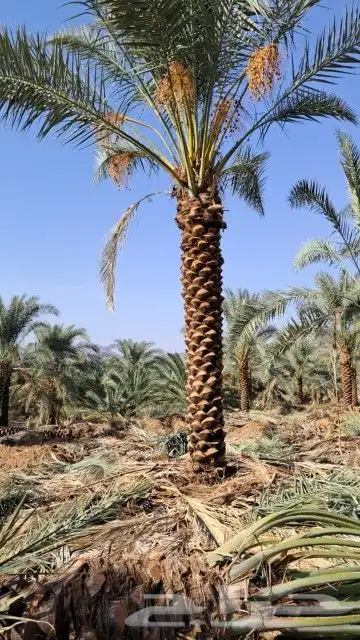 مما عربي وواشنطنيا 0