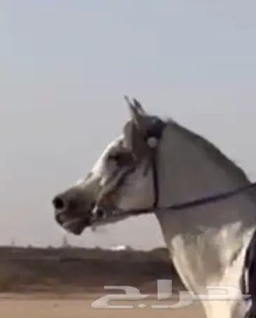 حصان شعبي من فواخر الشعبيات 0