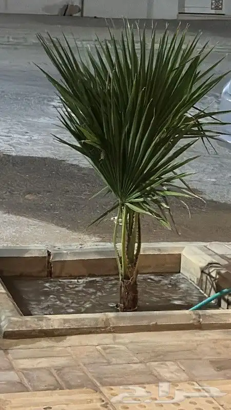 نخيل عربي واشنطني توريد وزراعه قلع وغرس صيانه 4