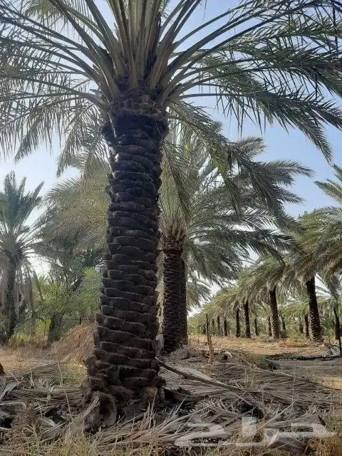 نقوم بجميع اشغال النخيل قلع غرس توريد تكريب تحويض تنضيف 9