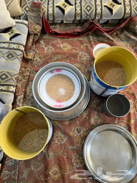 حب بر من بر الحجاز انتاج 1446 السنه الحاليه منظف وجاهز 0