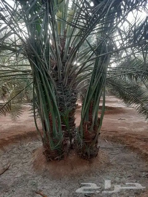 نقوم بجميع اشغال النخيل قلع غرس توريد تكريب تحويض تنضيف 7