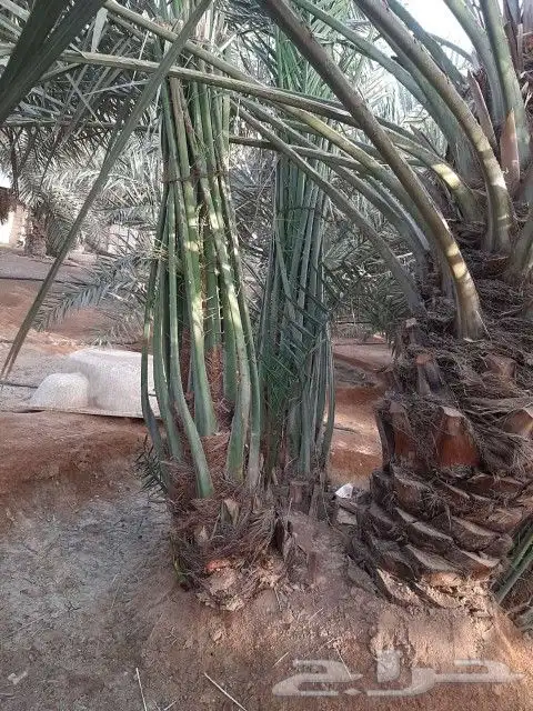 نقوم بجميع اشغال النخيل قلع غرس توريد تكريب تحويض تنضيف 5