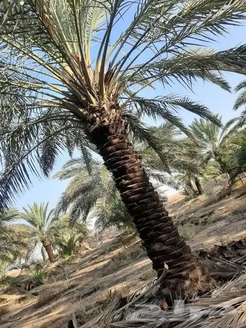 نقوم بجميع اشغال النخيل قلع غرس توريد تكريب تحويض تنضيف 8