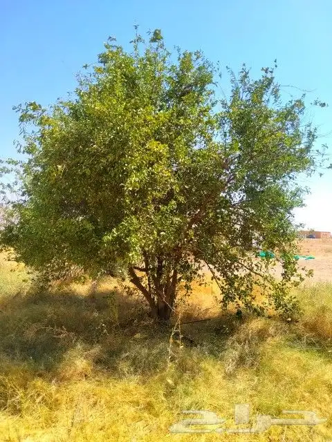 بوجود لدينااا جميع انواع الاشجااار وجميع المقاسات اشجار زيتو 6