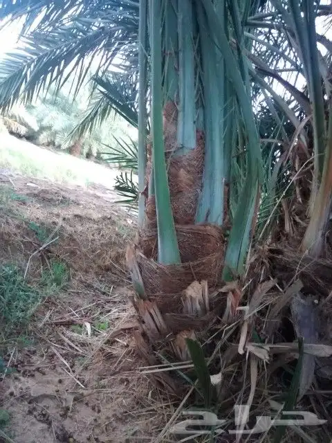 نقوم بجميع اشغال النخيل قلع غرس توريد تكريب تحويض تنضيف 3