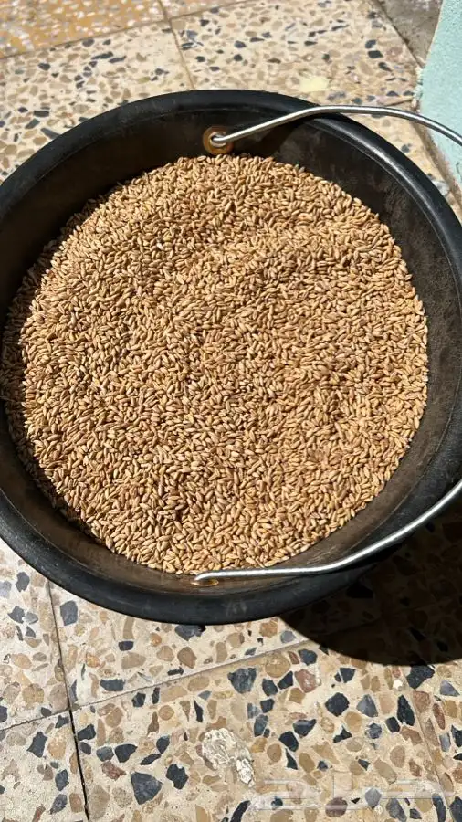حب بر عضوي 5