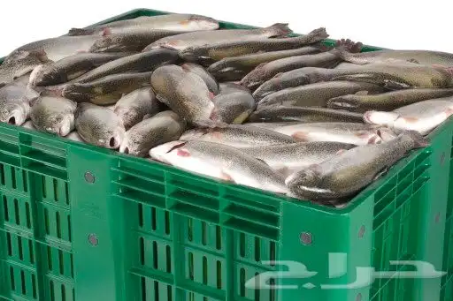 صندوق طبليه كبير الحجم 120x100- باليت بوكس 9