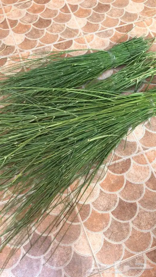 مرخ للحنيذ 3