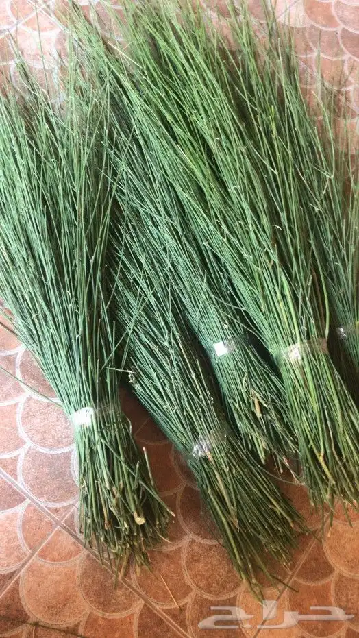 مرخ للحنيذ 2