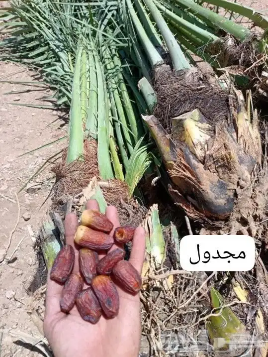 نخيل بجميع انواعه ومقاساته 8