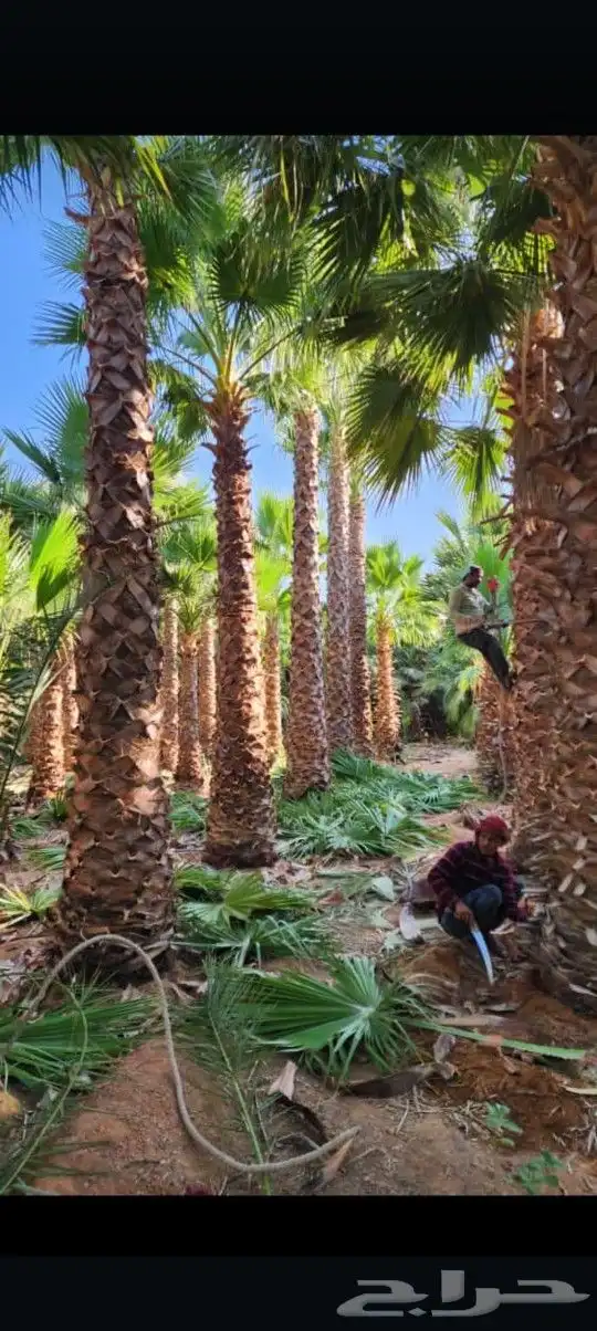 يوجد لدينا جميع أنواع النخيل الوشنطني والعربي 6