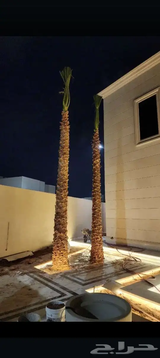 يوجد لدينا جميع أنواع النخيل الوشنطني والعربي 3