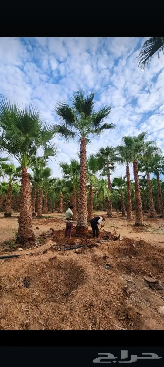 يوجد لدينا جميع أنواع النخيل الوشنطني والعربي 2