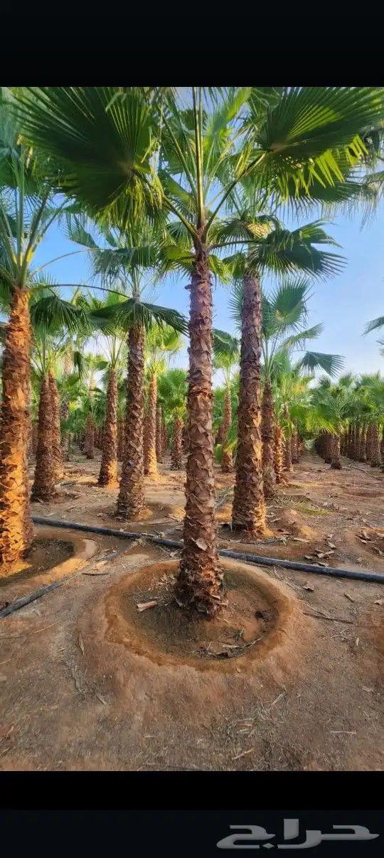 يوجد لدينا جميع أنواع النخيل الوشنطني والعربي 4