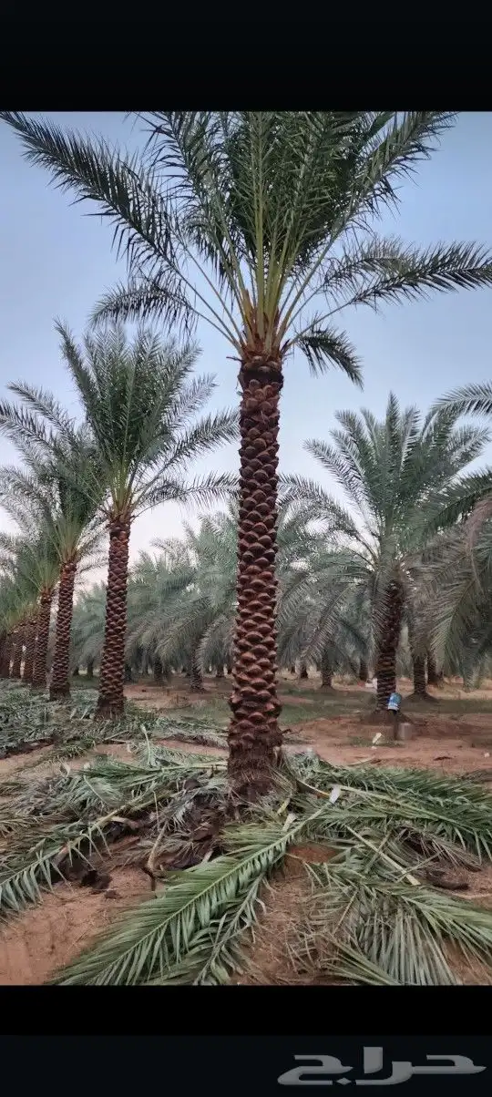 يوجد لدينا جميع أنواع النخيل الوشنطني والعربي 1