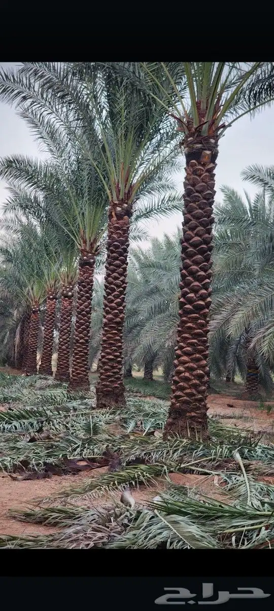 يوجد لدينا جميع أنواع النخيل الوشنطني والعربي 0