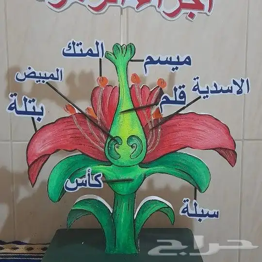 مجسمات فلين  مطويات  احرف كلادين  كروت 2
