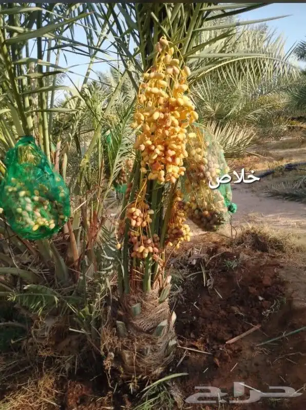 نخيل بجميع انواعه ومقاساته 6