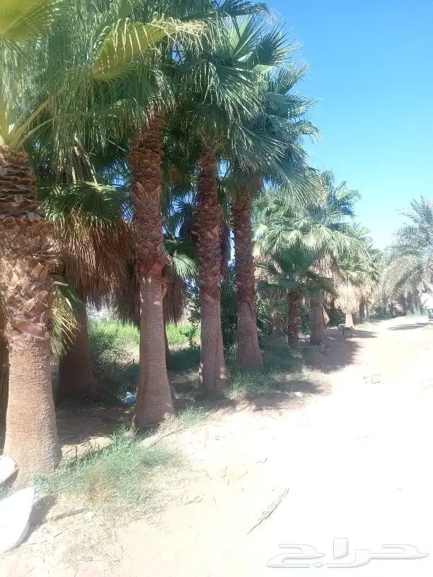 نخيل عربي واشنطني توريد وزراعه قلع وغرس صيانه 7