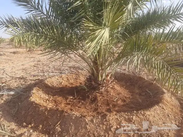 نقوم بجميع اشغال النخيل قلع غرس توريد تكريب تحويض تنضيف 0