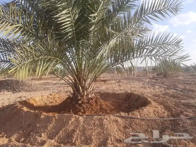 نقوم بجميع اشغال النخيل قلع غرس توريد تكريب تحويض تنضيف 1