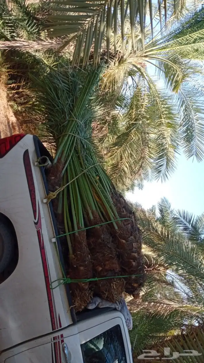 مقاول نخيل 6