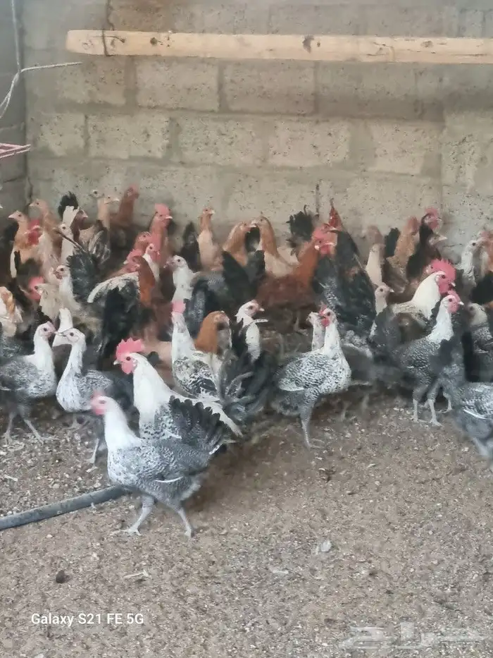 دجاج فيومي شبابي بياض بداية انتاج وبشاير بلدي قريب البيض 1
