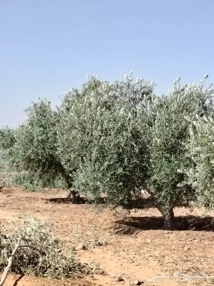 اشجار زيتون مثمر مراكن ومن الرض 8