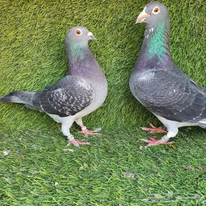 زاجل سباق(تم البيع ) 4