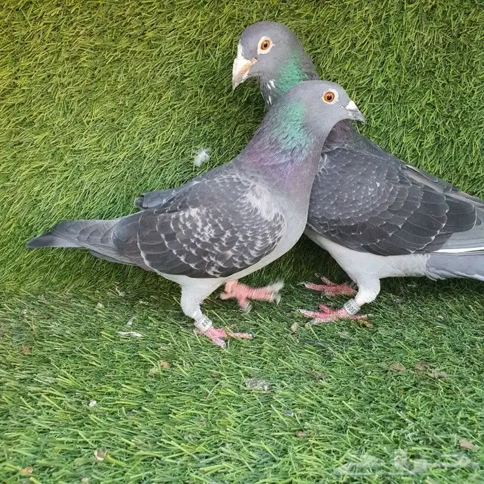 زاجل سباق(تم البيع ) 3