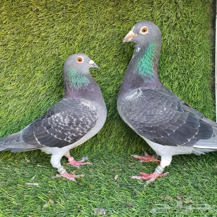 زاجل سباق(تم البيع ) 6