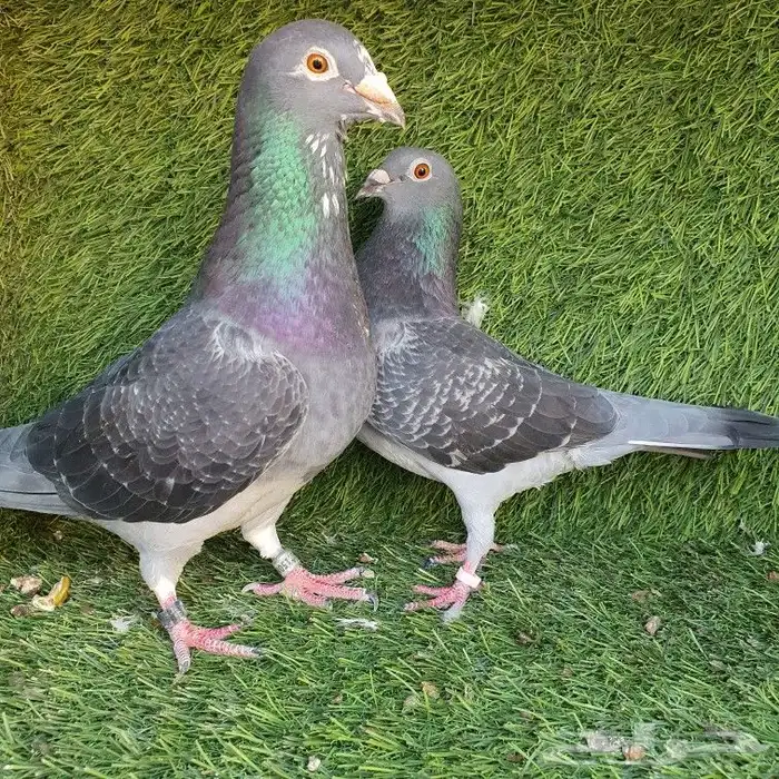 زاجل سباق(تم البيع ) 0