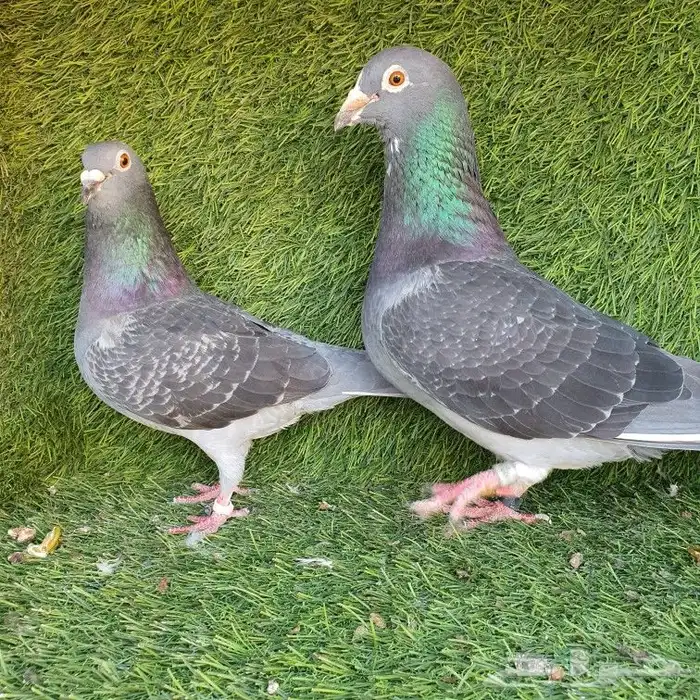 زاجل سباق(تم البيع ) 1