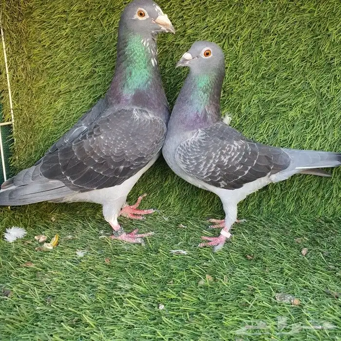 زاجل سباق(تم البيع ) 2