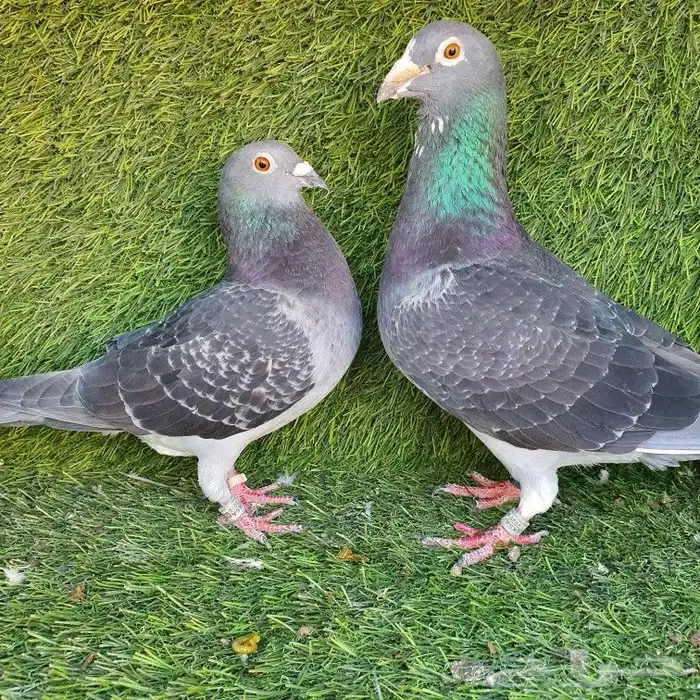 زاجل سباق(تم البيع ) 7