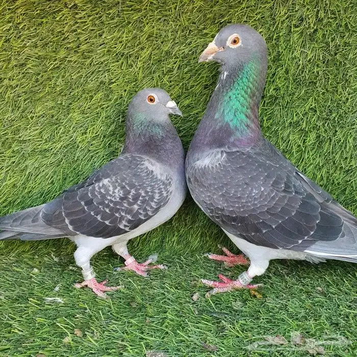 زاجل سباق(تم البيع ) 5