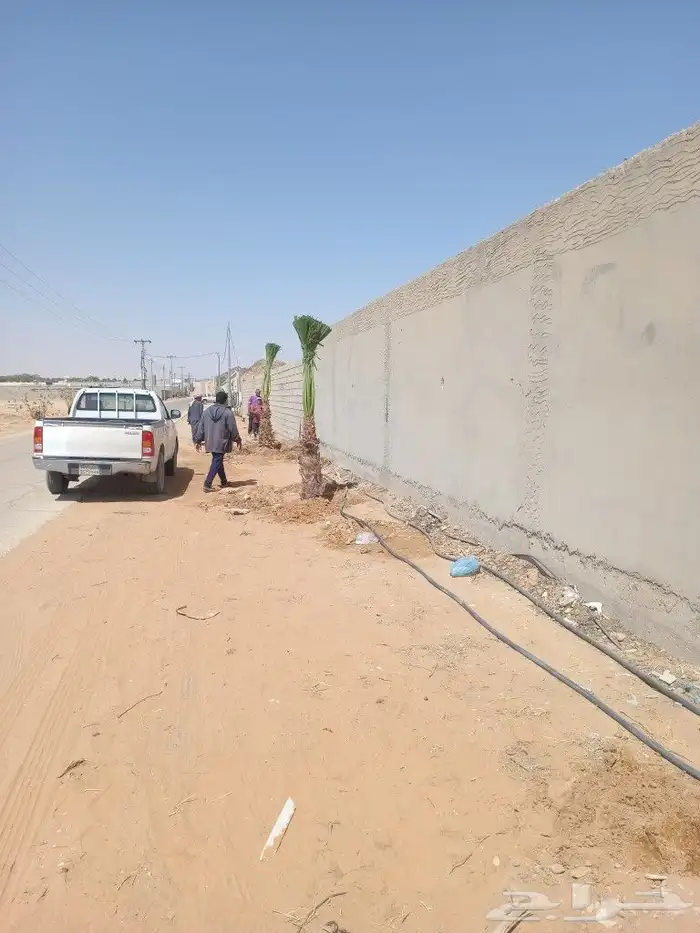 نخيل عربي واشنطني توريد وزراعه قلع وغرس صيانه 8