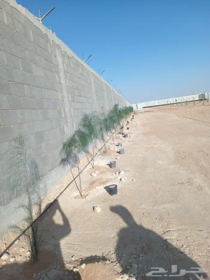 نخيل عربي واشنطني توريد وزراعه قلع وغرس صيانه 5