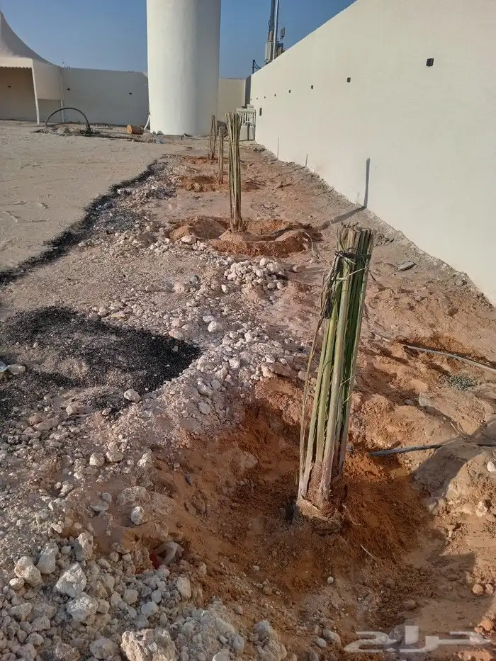 نخيل عربي واشنطني توريد وزراعه قلع وغرس صيانه 1